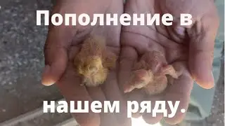 Как растут наши пискуны и какое пополнение/номер87012184683