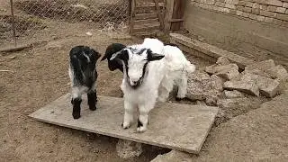 Улакты,  Козуну,  Күчүктү сагынгандар үчүн.