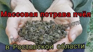 МАССОВАЯ ГИБЕЛЬ ПЧЁЛ в Октябрьском районе Р.О.