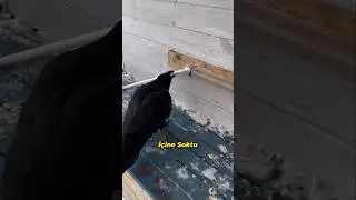 Kargalar Sandığınızdan Daha Zeki! 🐦‍⬛