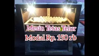 Alat Penetas Telur Sederhana dari Barang Bekas