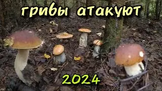 Грибы атакуют. Тихая охота 2024