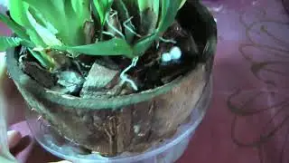 Мой эксклюзивный метод посадки орхидеи Онцидиум Твинкль ☝ Oncidium Twinkle orchid grows in coconut
