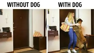 Without dog vs with dog