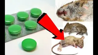 Как избавиться от мышей простой способ за 3 Секунды!