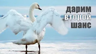 Вернули в природу