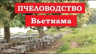 How much does a beekeeper earn in Vietnam per year