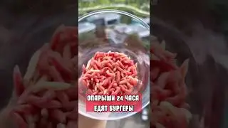 ОПАРЫШИ + БУРГЕР. 24 ЧАСА ЧЕЛЛЕНДЖ
