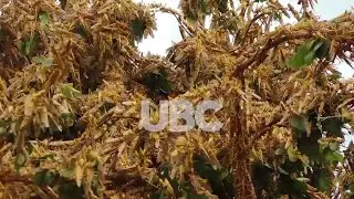 LOCUSTS DAY 5- locusts have departed Amudat district to an unknown destination |13th February 2020