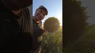 ✅ Конец подсолнуха! А что за гибрид..?!