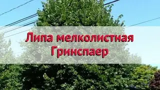 Липа мелколистная Гринспаер 🌿 Обзор: посадка и уход. крупномеры липы: описание и особенности