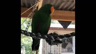 Learning to balance with a new swing | parrot toys | bird health