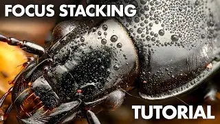 Focus Stacking in Macro Photography – Beginner Tutorial