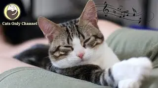 Music to Calm Cats - Deep Sleep Music, Stress Relief, Peaceful Harp Music