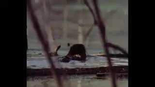 The Legend of Boggy Creek (1972) - Trailer