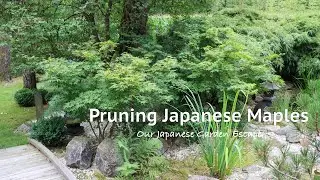 Pruning Japanese Maples after the Summer Growth | Our Japanese Garden Escape