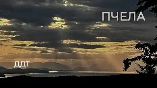 ДДТ—Пчела. Тур по Америке, май 2025