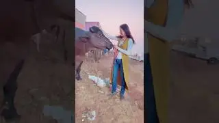 Буйвол стоимостью 111 миллионов рупий 😳🥰