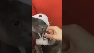 МУЖЧИНА СПАС КОТЁНКА, КОТОРЫЙ ОСТАЛСЯ НА УЛИЦЕ / ПРИЮТИЛ КОТА / man saved kitten