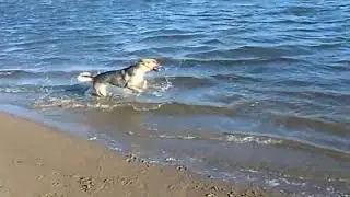 СОБАКА БЫВАЕТ КУСАЧЕЙ ТОЛЬКО ОТ ЖИЗНИ СОБАЧЬЕЙ.Собака На Рыбалке.