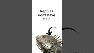 Reptiles Song! 🐍