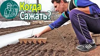 🌱 When to Plant Seedlings 🍅 When to Sow Seedlings: Tomato, Pepper, Eggplant, Cabbage 🌿 Greenhouses