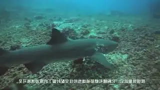 Sipadan, a diving resort, swims with many 2-meter-long sharks The more you understand, the less you