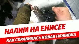 НАЛИМ ПРЕДПОЧИТАЕТ РЯПУШКУ. Новые приключения на Енисее.