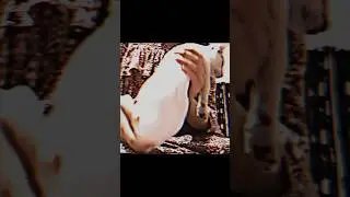 Tyla dance but its my cat (Shona) 