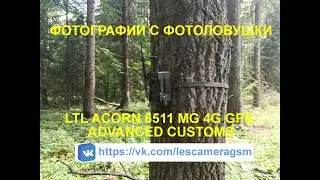 Фото с фотоловушки LTL Acorn 6511 MG 4G GPS Advanced Customs