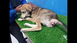 Rescue Poor Puppy who has got a anal prolapse while trying to defecate