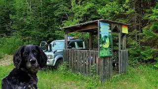 Дары Приморской Уссурийской тайги. Первые летние ягоды земляника и жимолость.