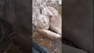 В деревне собаки и кошки дружат