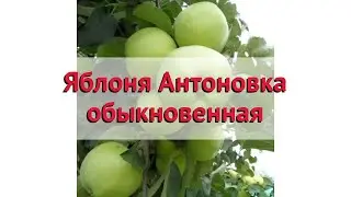 Яблоня обыкновенная Антоновка обыкновенная 🌿 Посадка. саженцы, крупномеры яблони: особенности сорта
