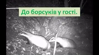 До борсуків у гості. 