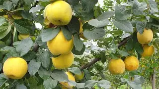 Quince Maria / АЙВА МАРИЯ