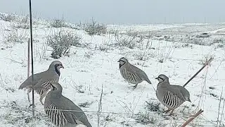 охота на кеклики пакличка самарканд