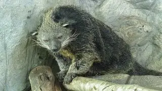 Бинтуронг Binturong (Bearcat)
