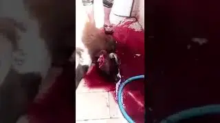 girl slaughtering a sheep