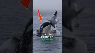 Katil Balina! Orka! 🌊🦈🐬😱