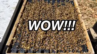 BEES after Almond POLLINATION | BEE INSPECTOR Weighs In