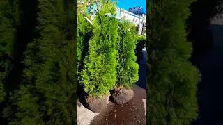 ТУЯ Смарагд и Литл Чемпион 