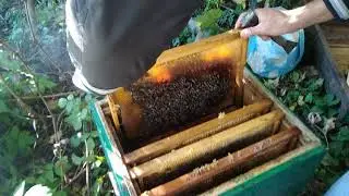 Сборка пчёл в зиму+ пересадка в новый улей