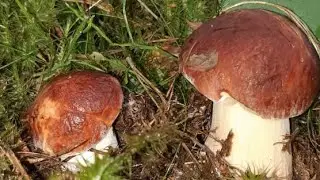 БЕЛЫЕ ГРИБЫ ПРУТ/МОЩНЫЙ СЛОЙ/ТИХАЯ ОХОТА НА СЕВЕРЕ Л.О.