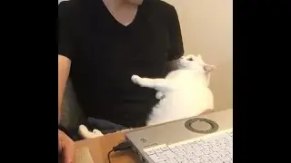 Коты и Кошки - домашние любимцы. Видео про котов. Смешные кошки продолжение сериала про кошек.