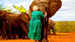 A wild elephant recognizes the woman who saved his life many years ago!