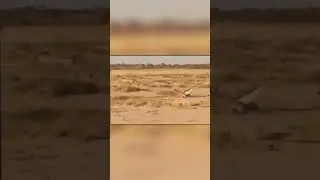Леопард Схватил Орла в Воздухе