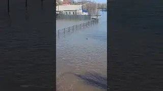 Уточки приплыли в клинику Медгард 