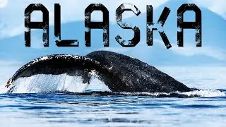 My Trip To Alaska | Wildlife & Landscapes