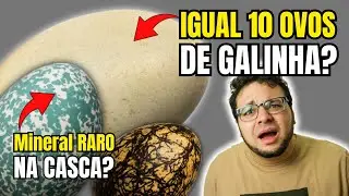 7 MOST AMAZING BIRD EGGS from Brazil! BEAUTIFUL, CURIOUS and SURPRISING BIRD eggs!!